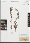 Foto von Salix repens L.